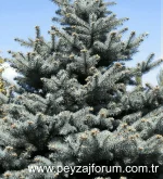 mavi ladin.webp